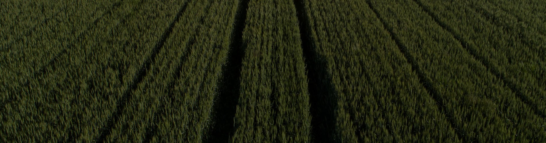 Field