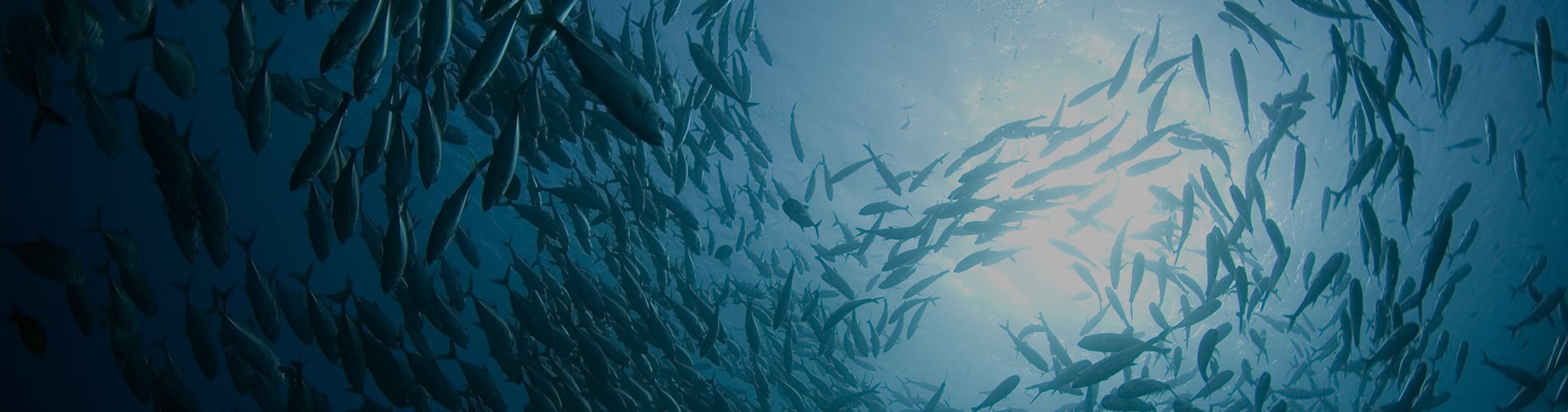 Federal Review of Environmental and Regulatory Processes Underway
