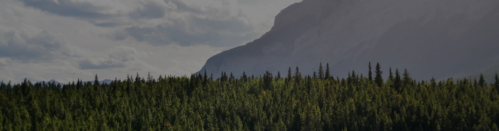 forest tree line