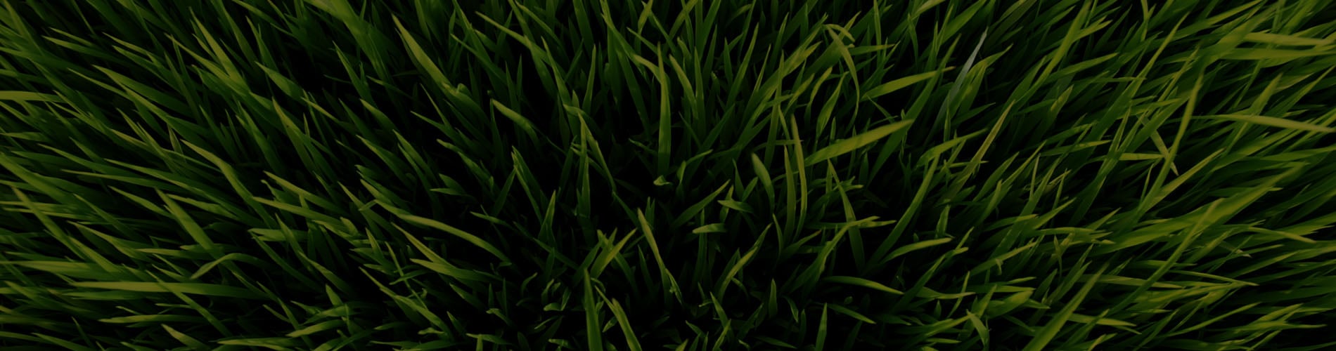 Grass
