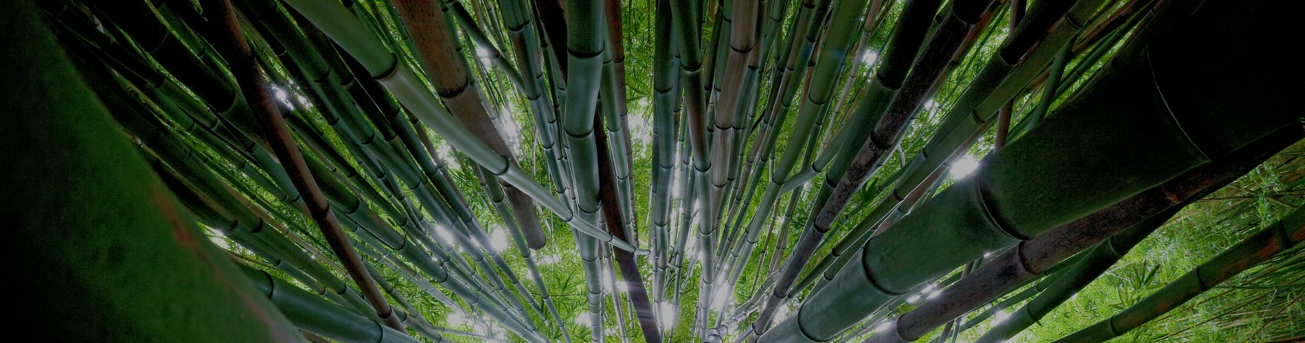 Bamboo forest
