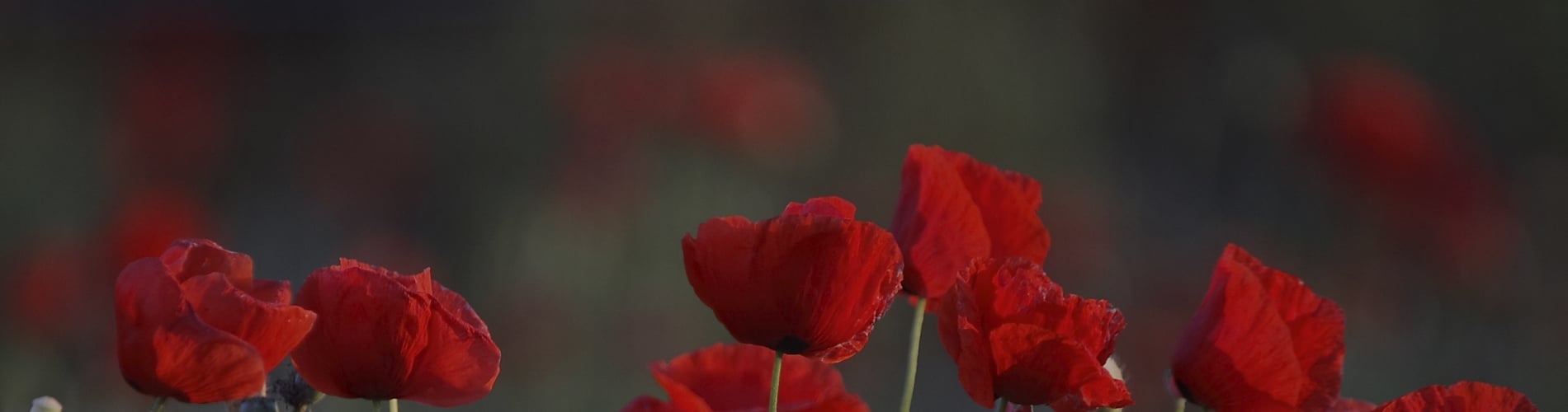 Poppies