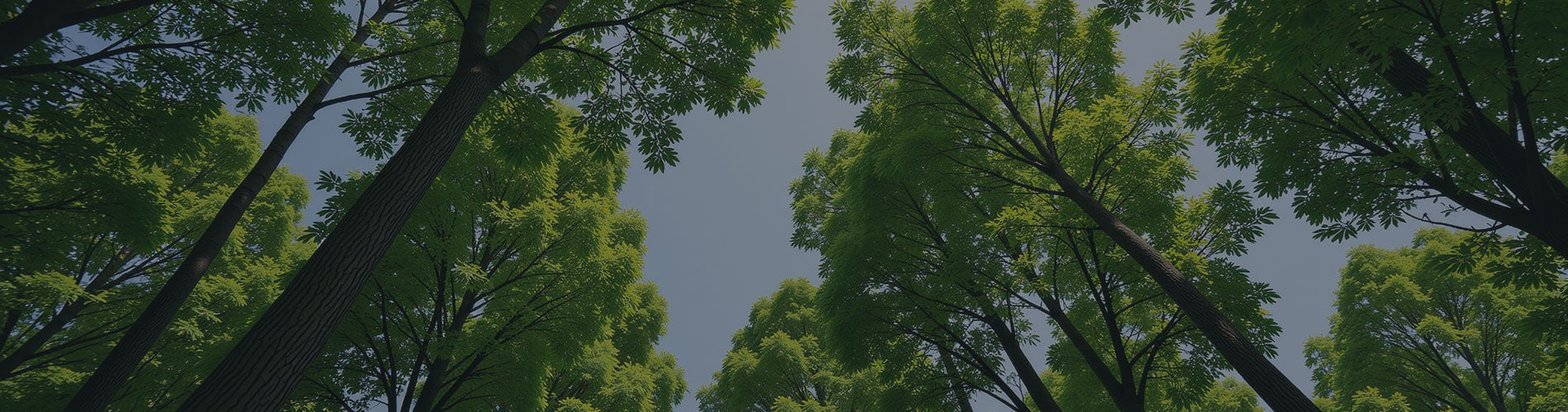 Ontario Court of Appeal Orders Rehearing of Environmental Charter Challenge