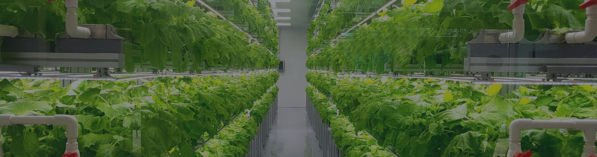 Whats Driving Vertical Farming in Canada