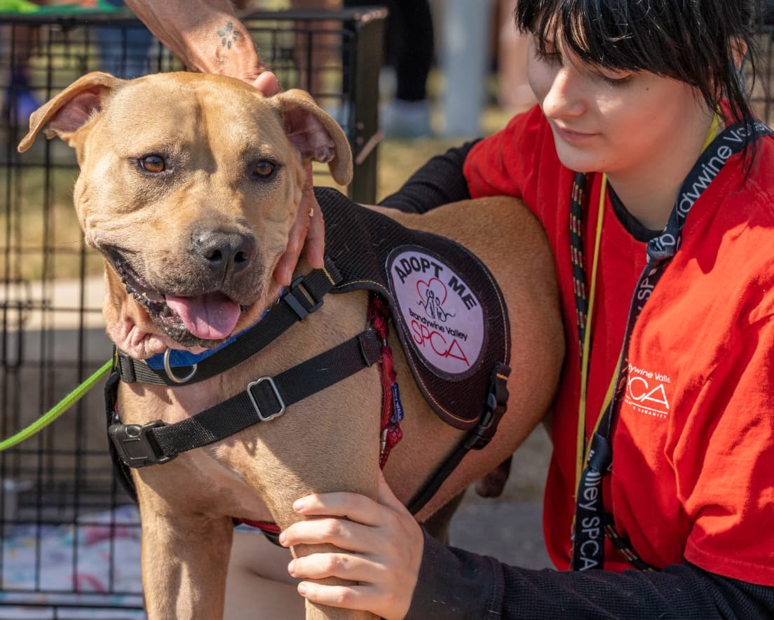 punkin-ale-fest-bvspca