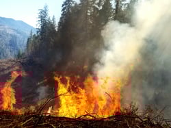 Waldbrand