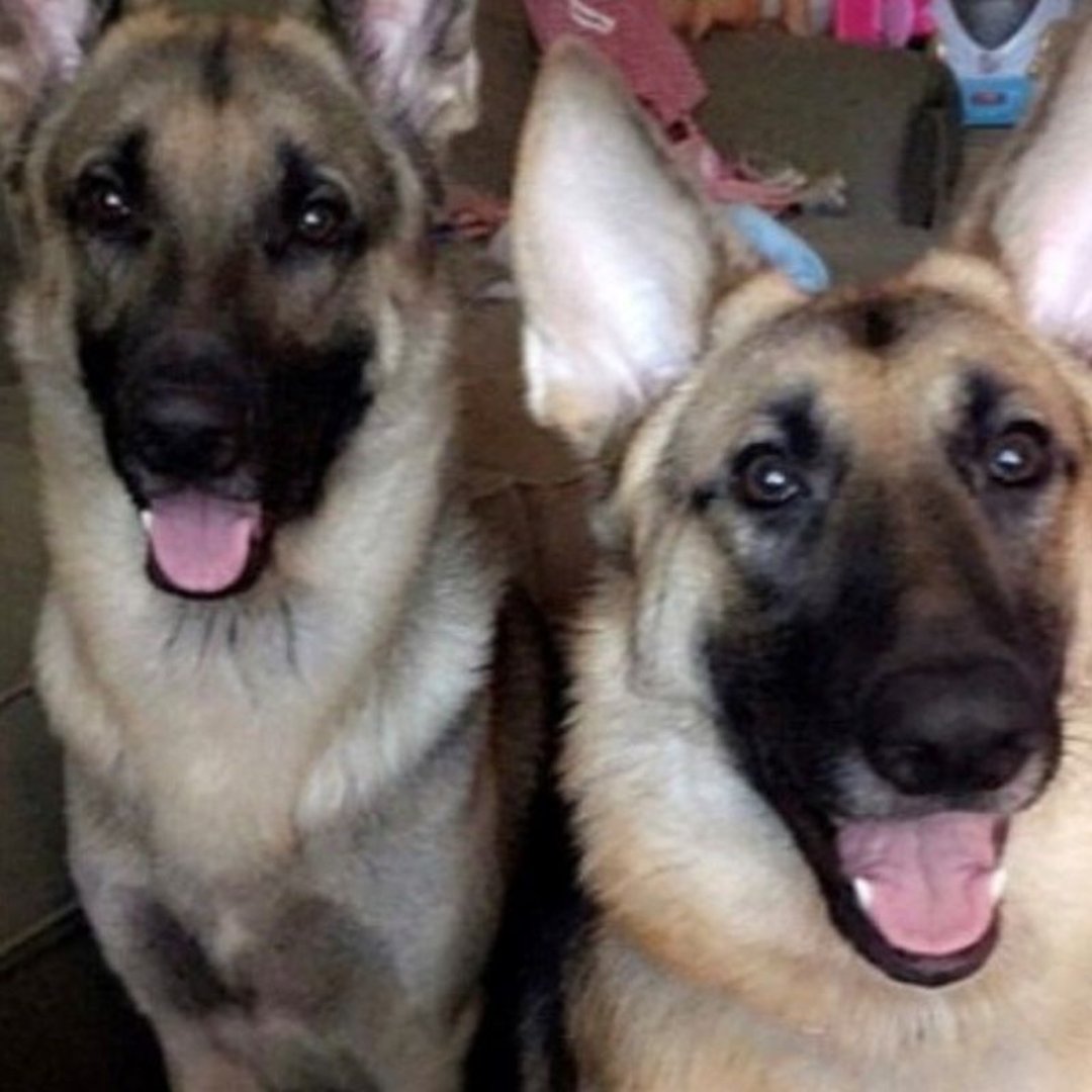 Abbi DeBeck's pet German Shepherds, Max and Ruby