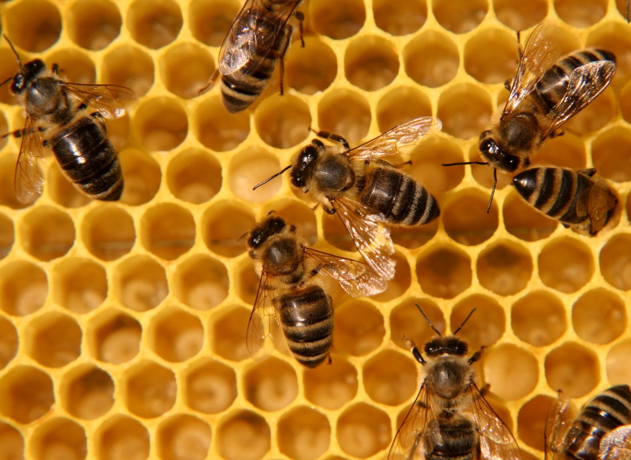 Bees on a honeycomb