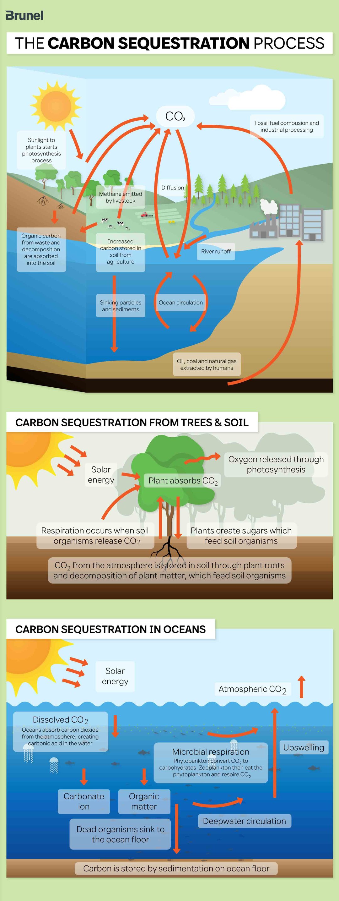 Carbon sequestration process life cycle trees soil and oceans