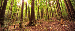 Trees in Philippines forest carbon sequestration forest