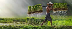 rice seedling planting for food farm