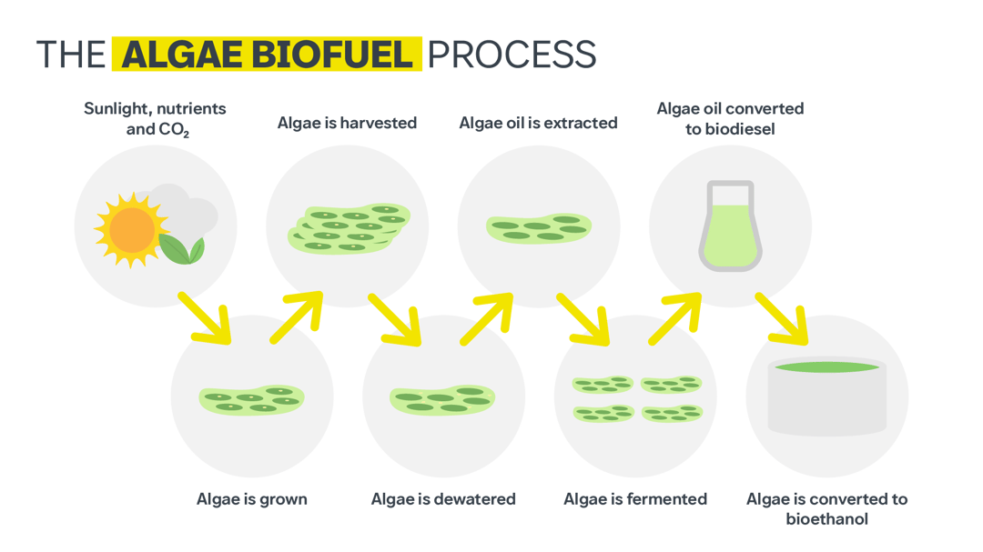 Biofuel process from algae from harvesting, extraction and conversion into biodiesel and bioethanol