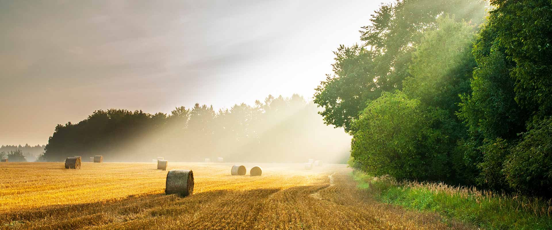 Agriculture hay bales farm next to forest