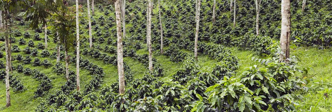 agroforestry coffee plant grown in forest