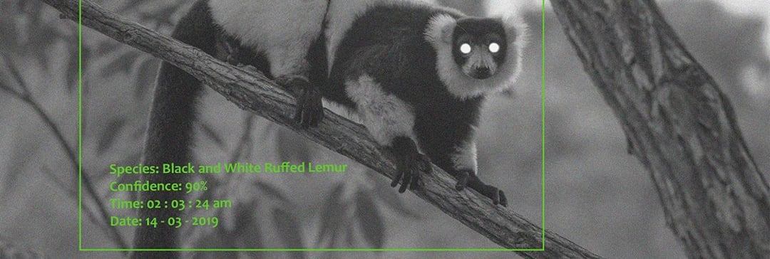 Endangered Lemur identified in the wild with the help of AI camera