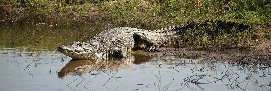 Crocodile relaxing against water 