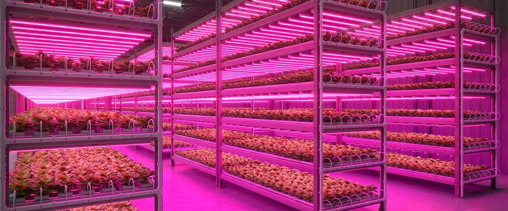 vertical farming in the netherlands