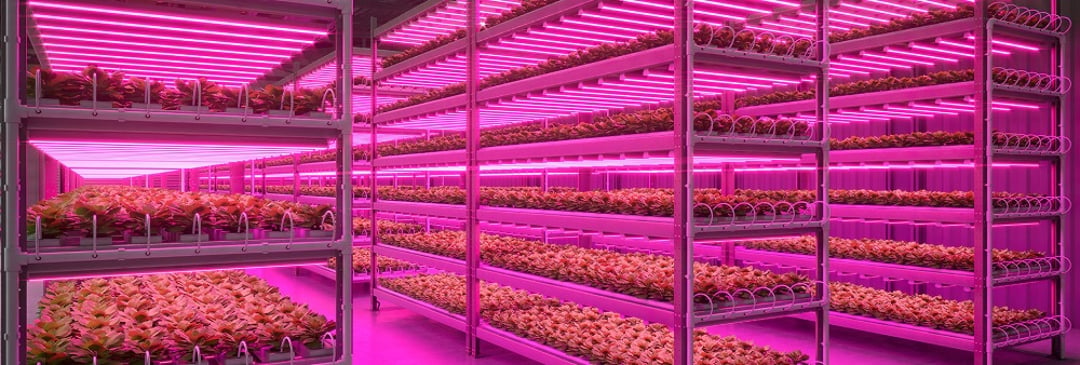 vibrant vertical lettuce farm 