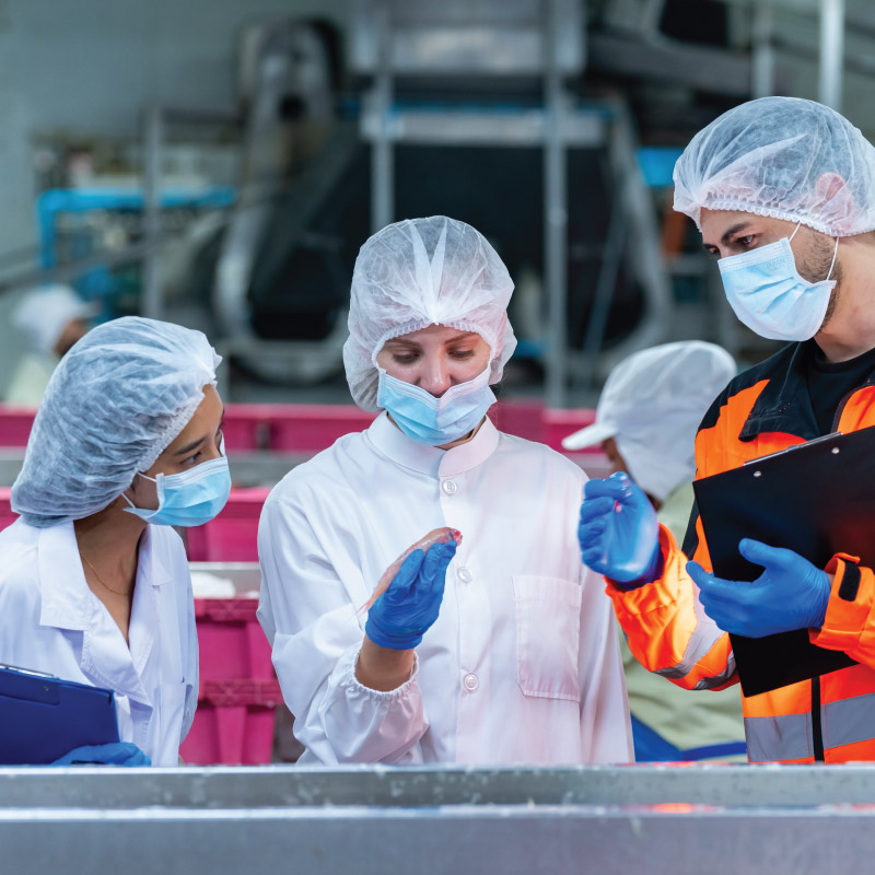 Food production processing factory canned sardine
