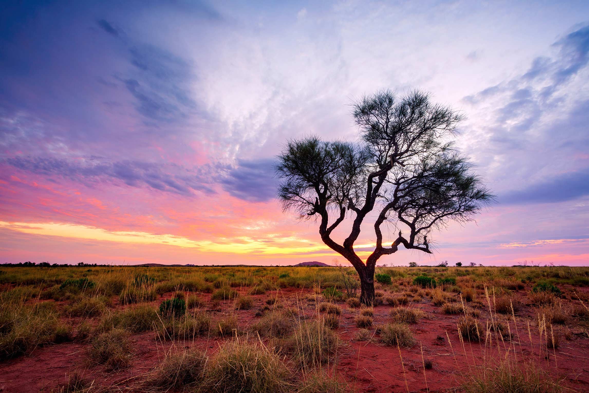 Hakea Tree in Pilbara