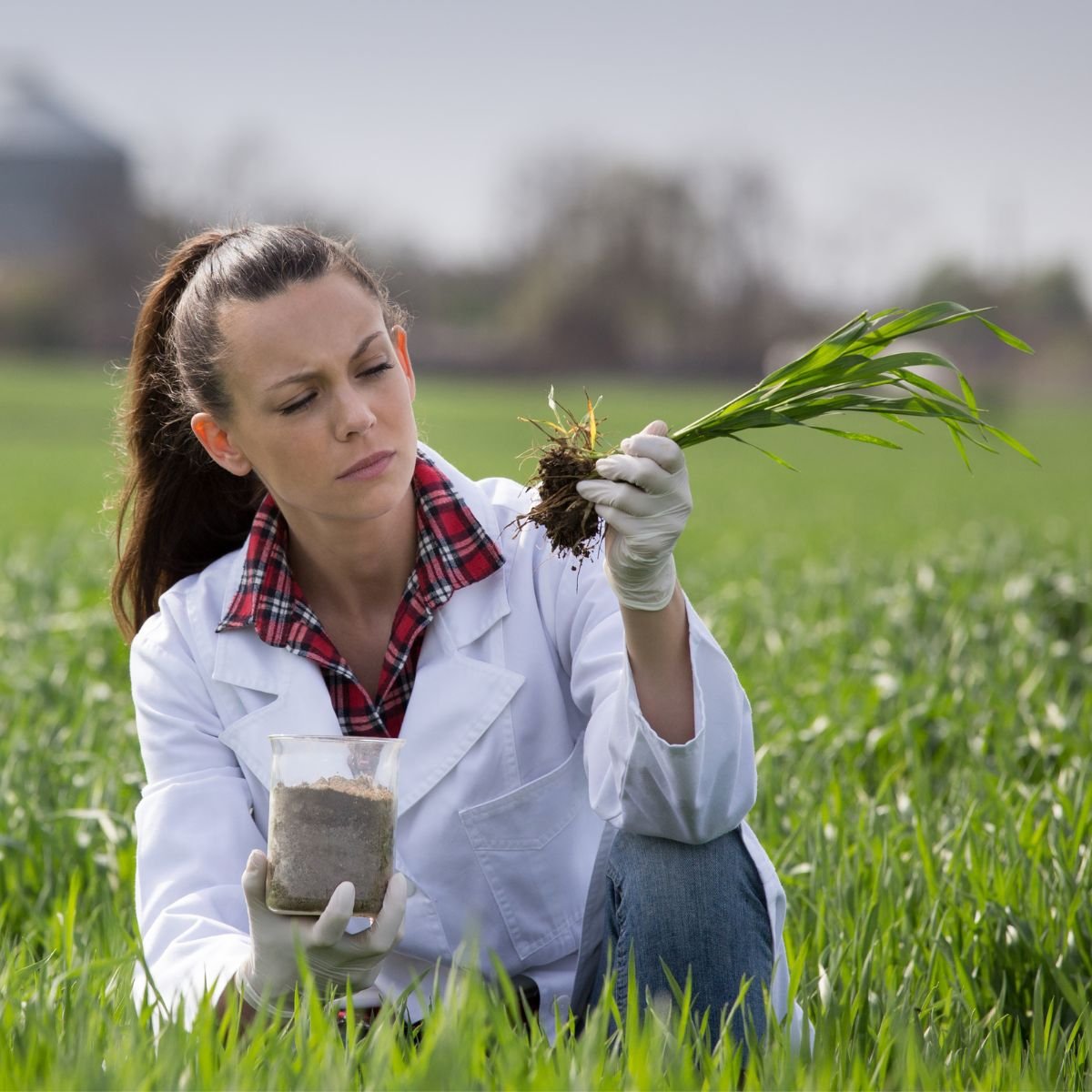 Card Agronomy