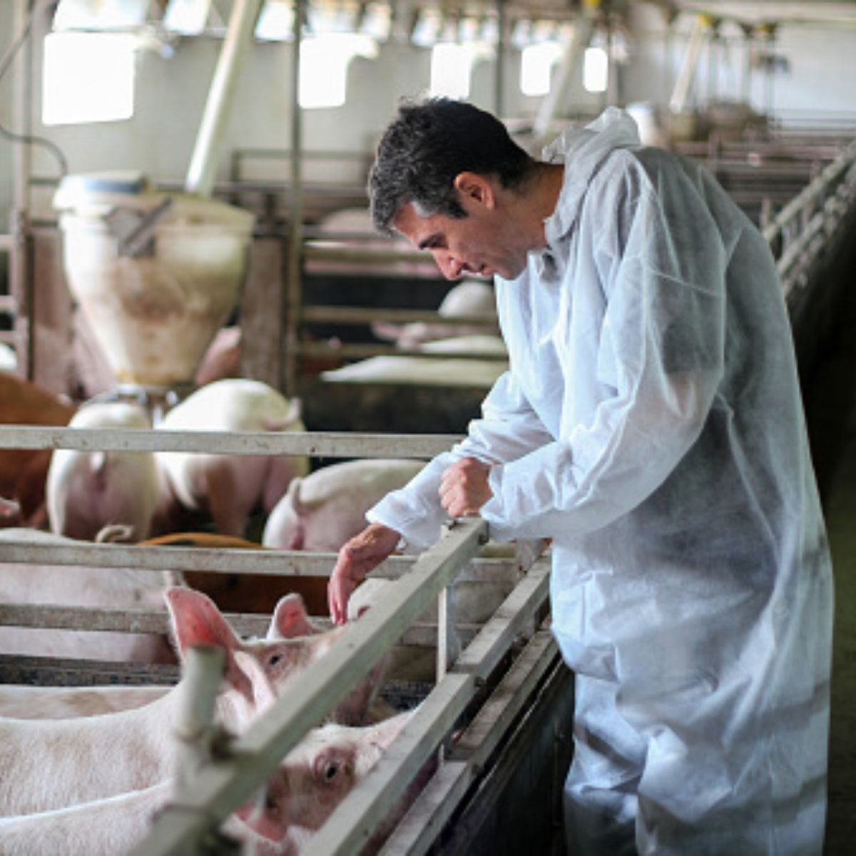 Card Piggery