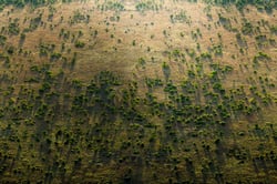 Great Green Wall, Afrika, Natur, Weltwunder, Naturschutz, Umweltschutz, Aufforstung, grüner Gürtel