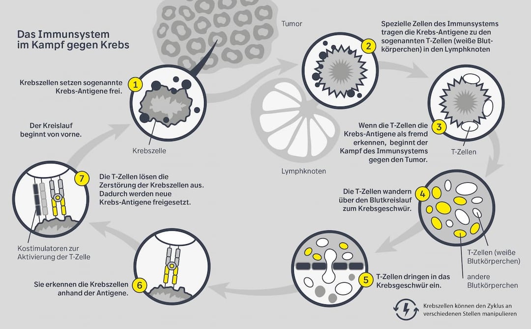 Krebsforschung, Krebs, Forschung, Immunsysthem, Grafik, 