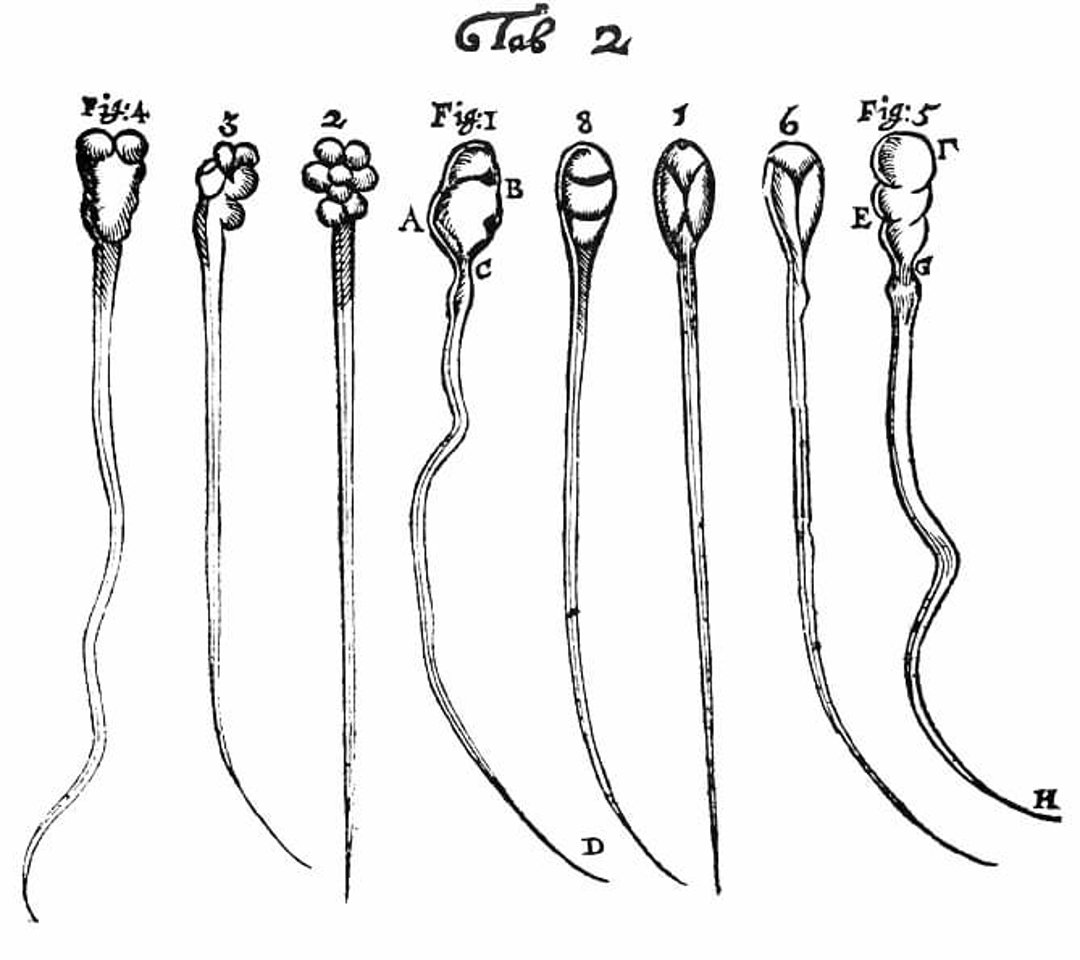 A drawing of spermatozoans from various mammals from the year 1677