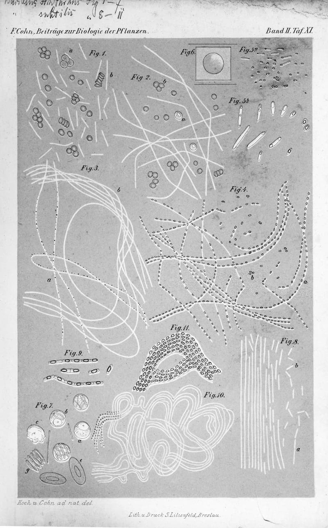 Robert Koch illustration of micro bacteria