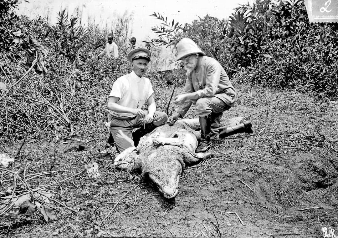 In 1906, while searching for the causative agent of sleeping sickness, Koch (on the right) dissects a crocodile on the Sese Islands in Lake Victoria, Africa. 