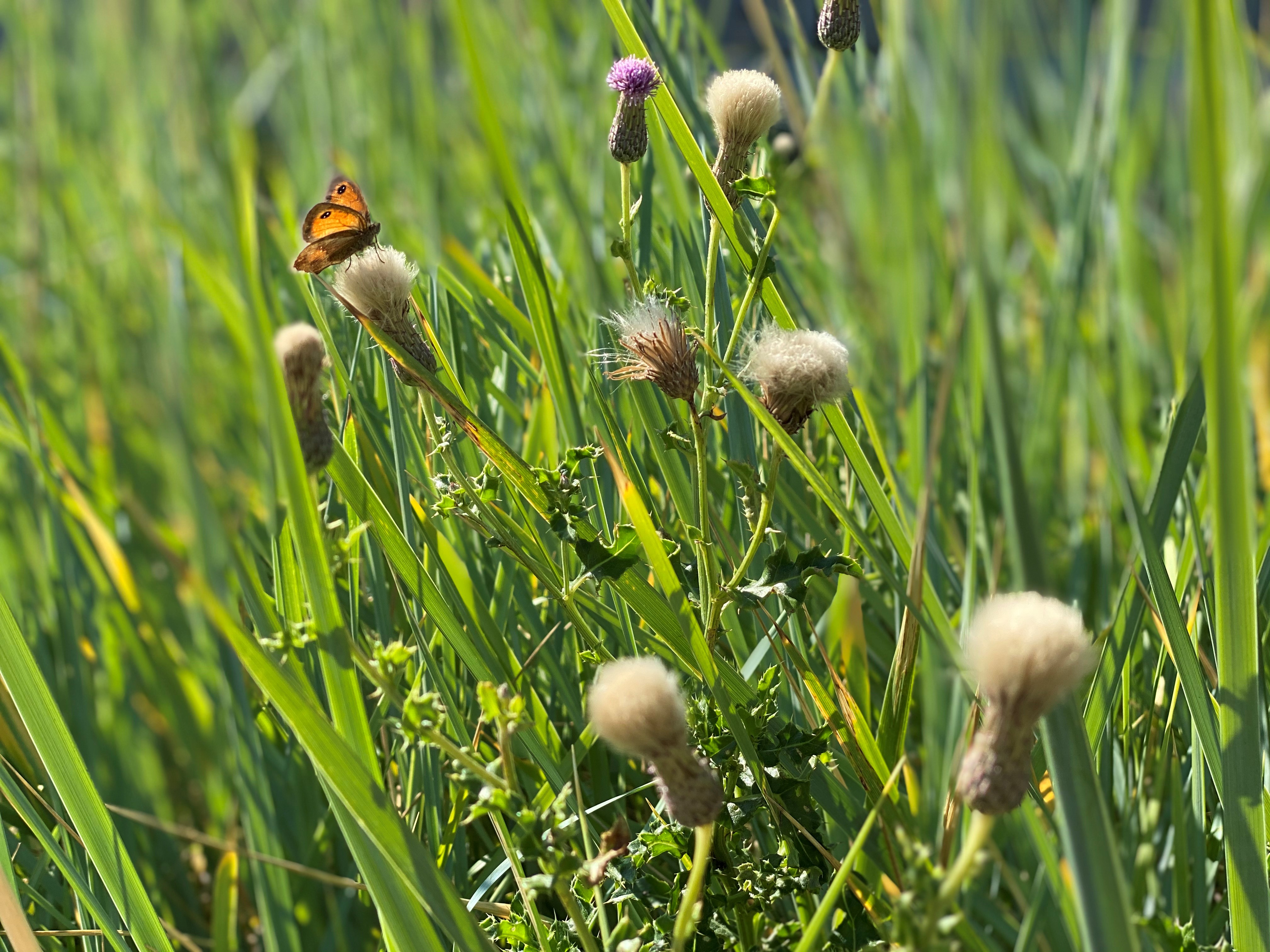 Header webpage 1 - Butterfly