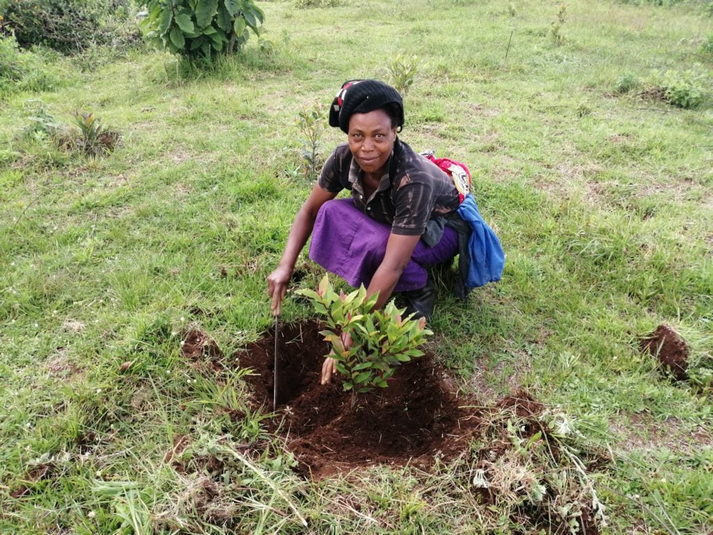 Brunel Foundation Forest Local farmer from Kenya planting a young tree in a grassy field as part of a reforestation project- Brunel Foundation Forest