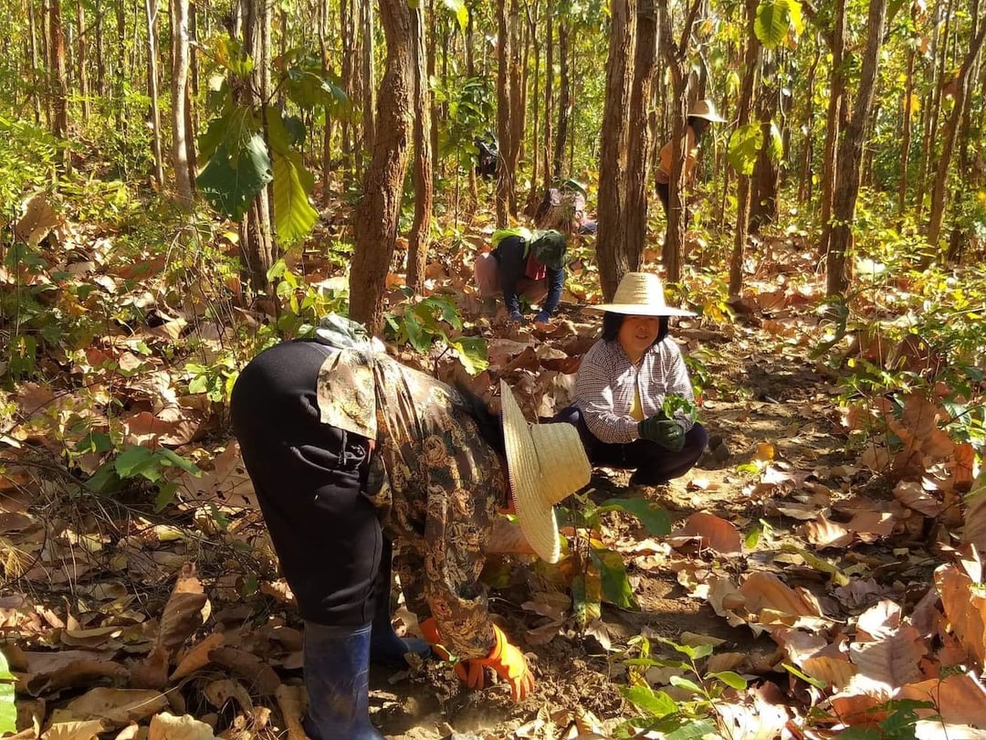 People working in the forest in Thailand