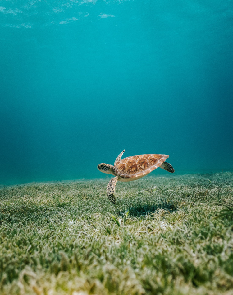 Sea turtle swimming underwater