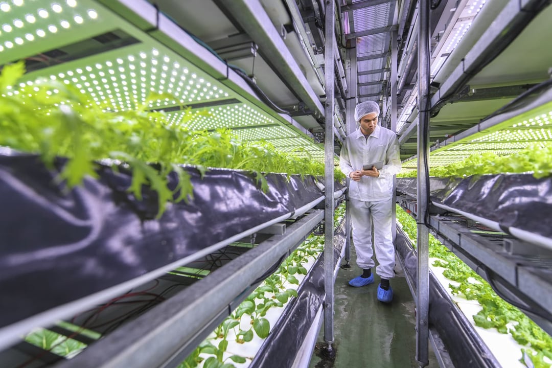 Food production worker in a glasshouse