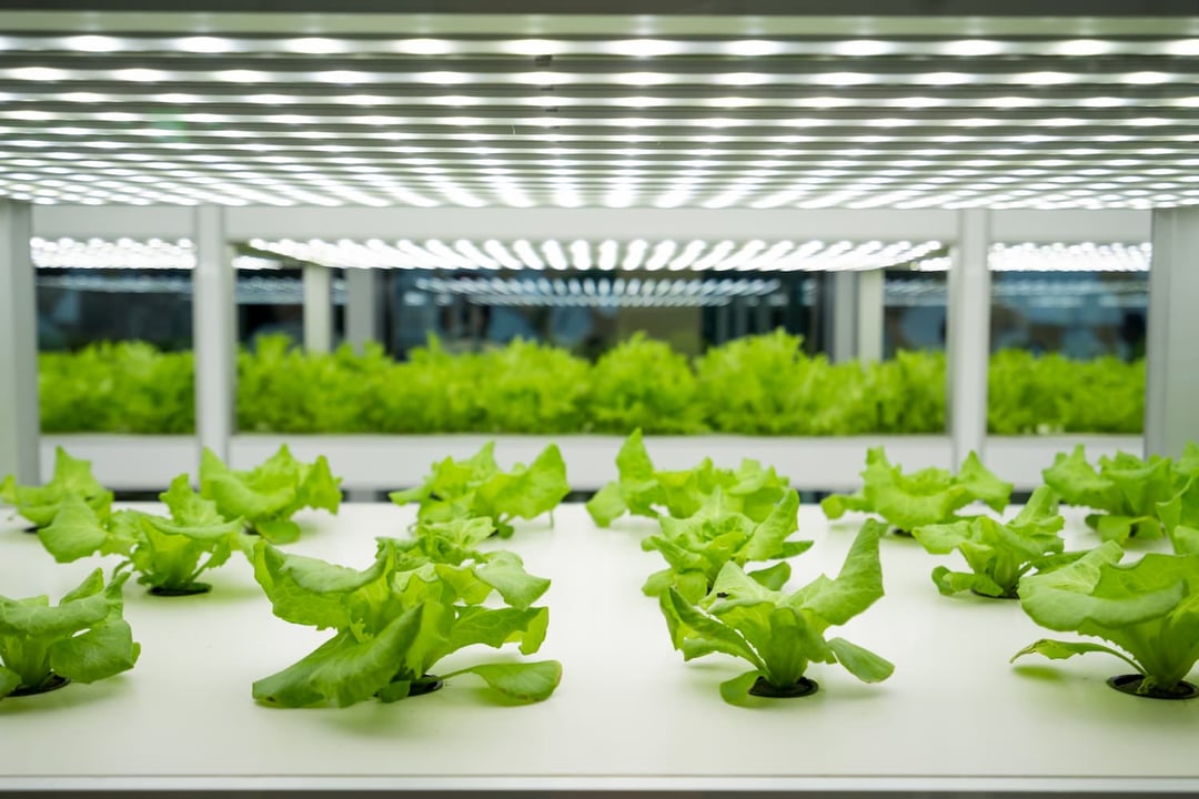 Lettuce growing in innovative greenhouse