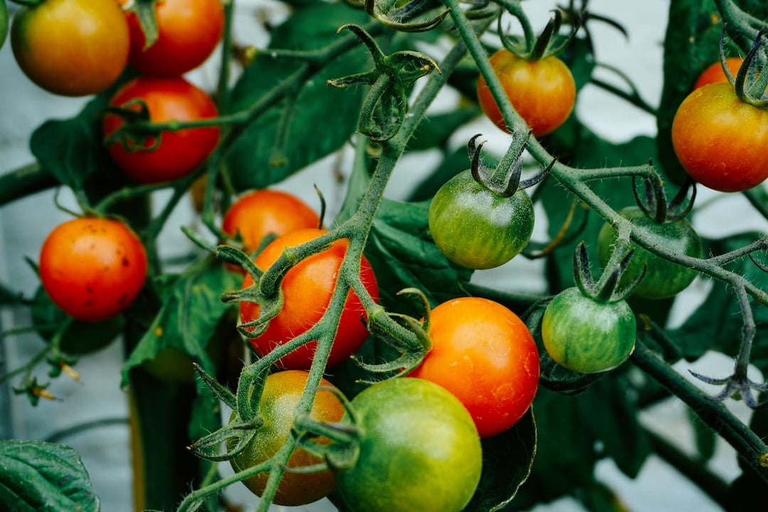 Tomatos growing using hydroponics 