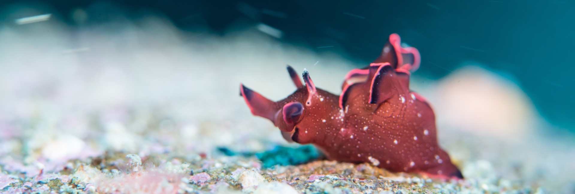 sea slug