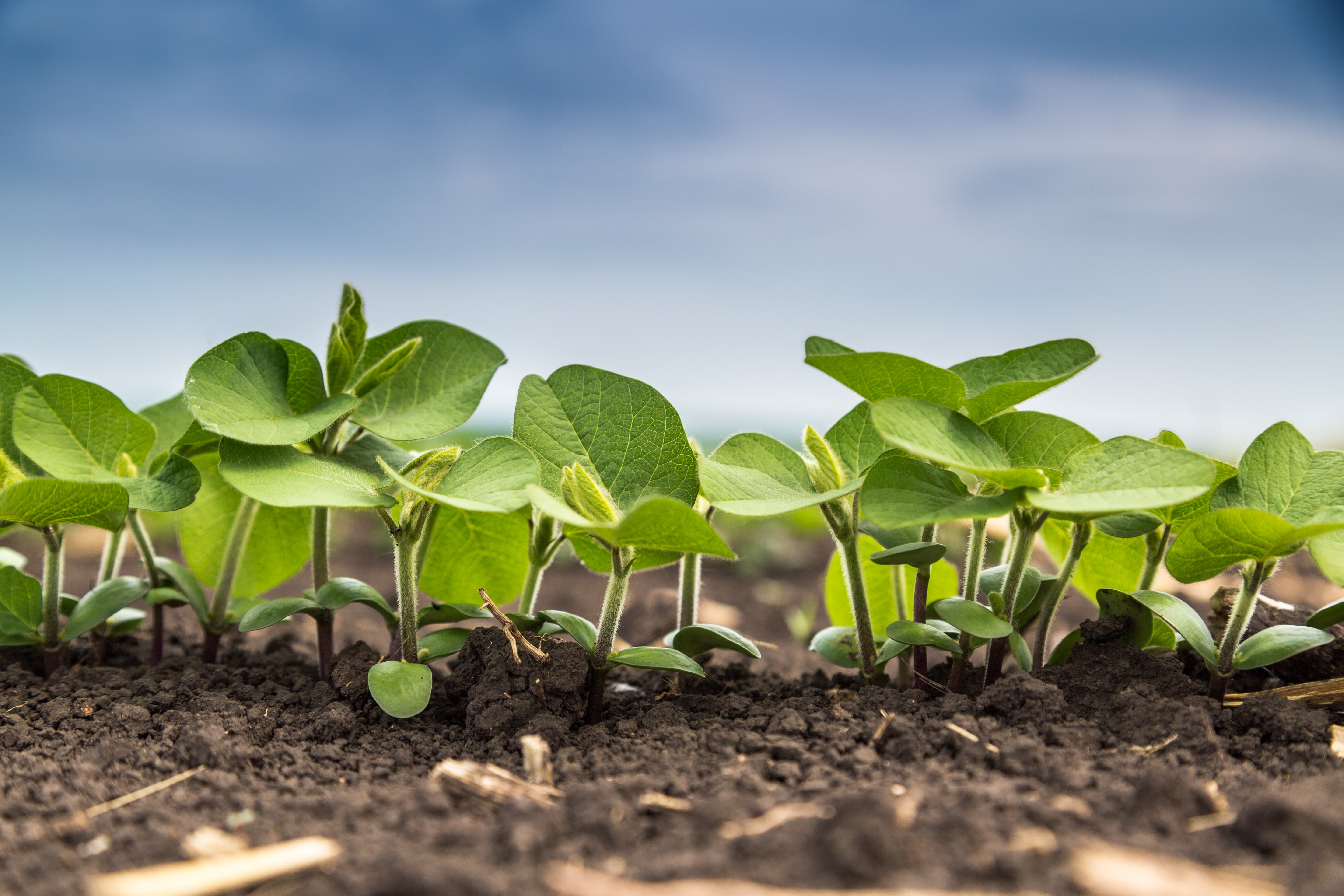 Agribusiness recruiters driving growth in agriculture through emerging crop cultivation