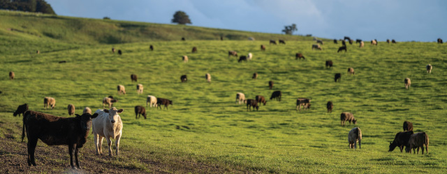 Cows