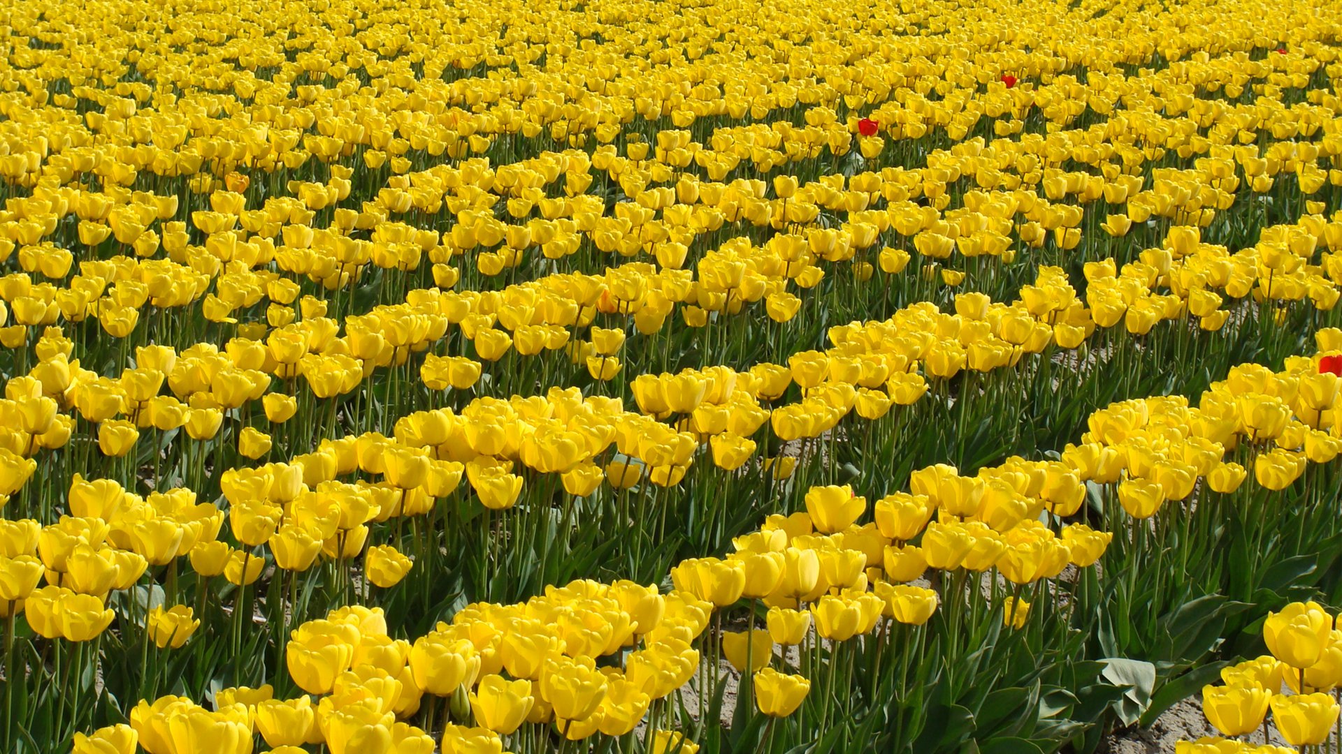 Brunel - 1988 Multibranding - Asia