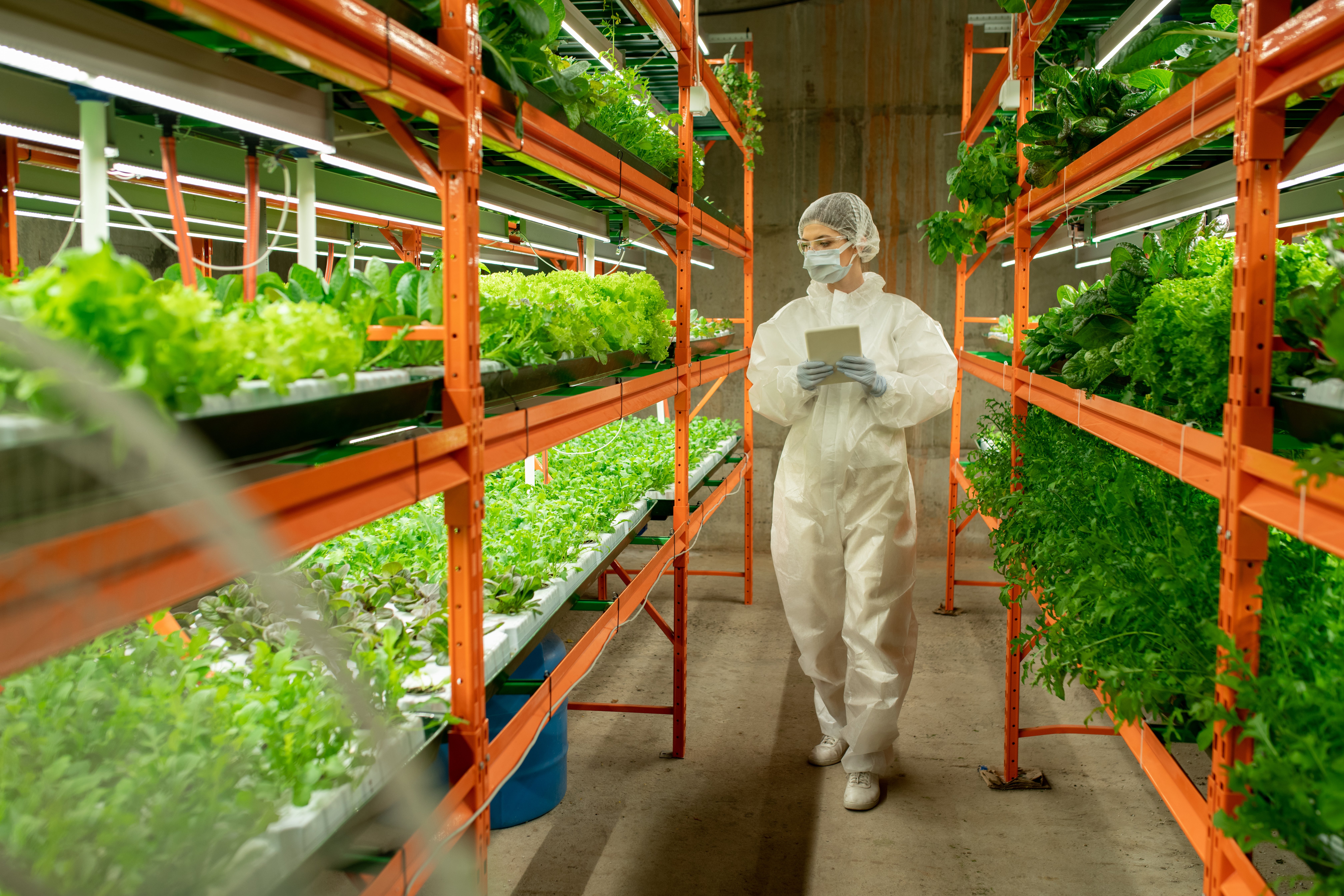 Bioscience professional or expert surveying and doing checks on vertical farm for life science project