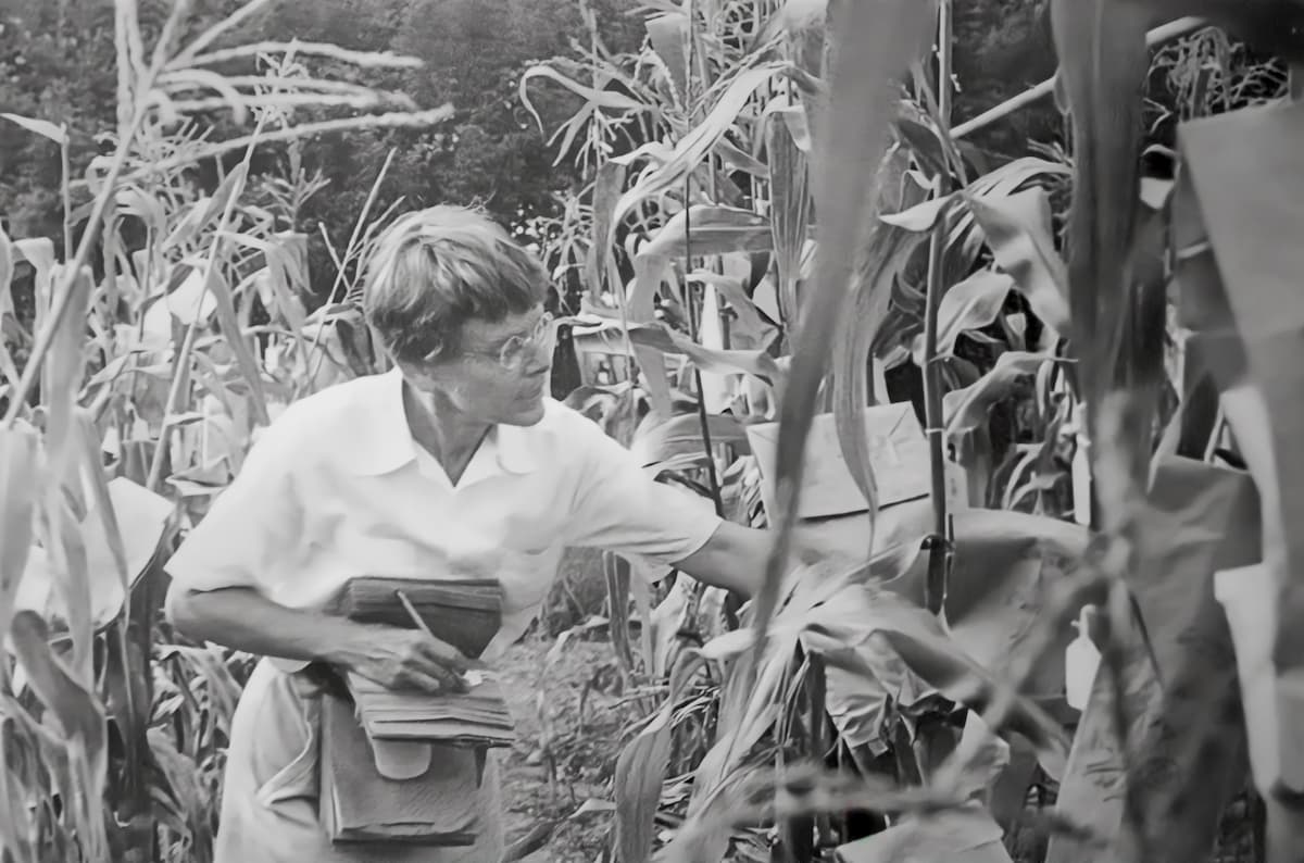 Barbara McClintock in einem Maisfeld. 