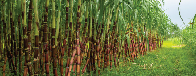 Sugarcane