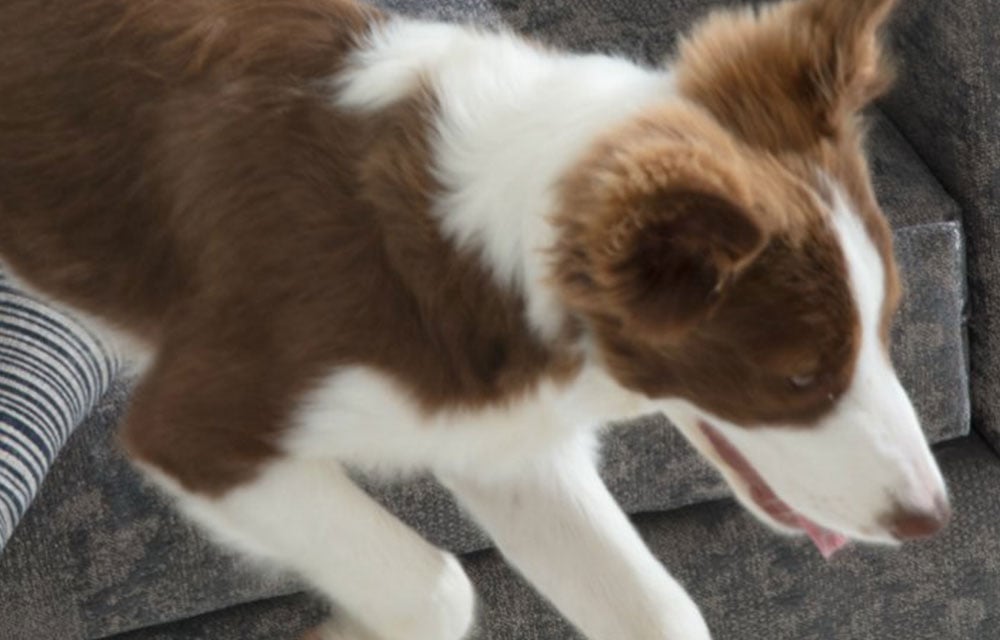 Bartex_petfriendly