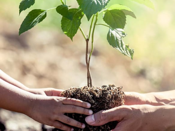 planting a tree
