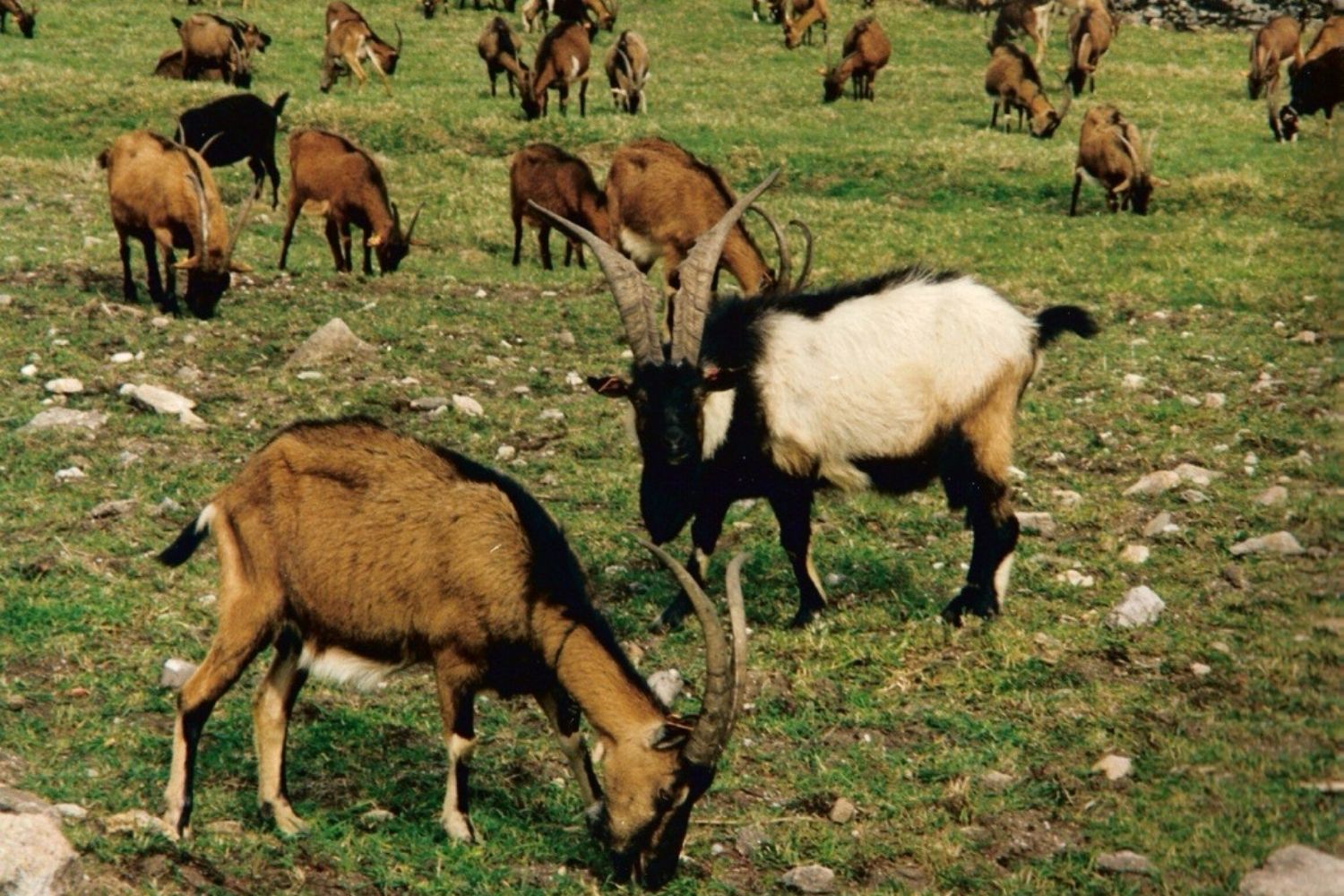 Portugal's National Extensive-Grazing Payment Scheme for Rural Fire Fuel Reduction