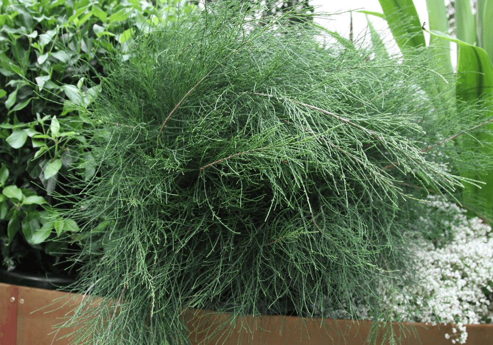 Casuarina glauca 'Green Wave'