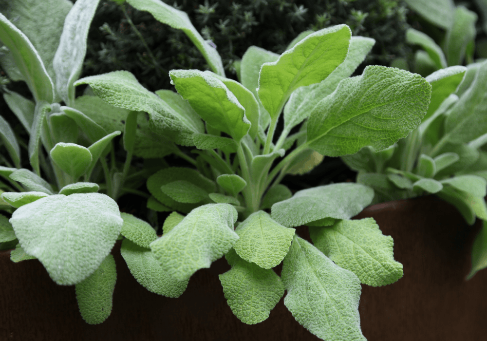 Lambs Ear